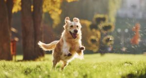 aprire una pensione per cani