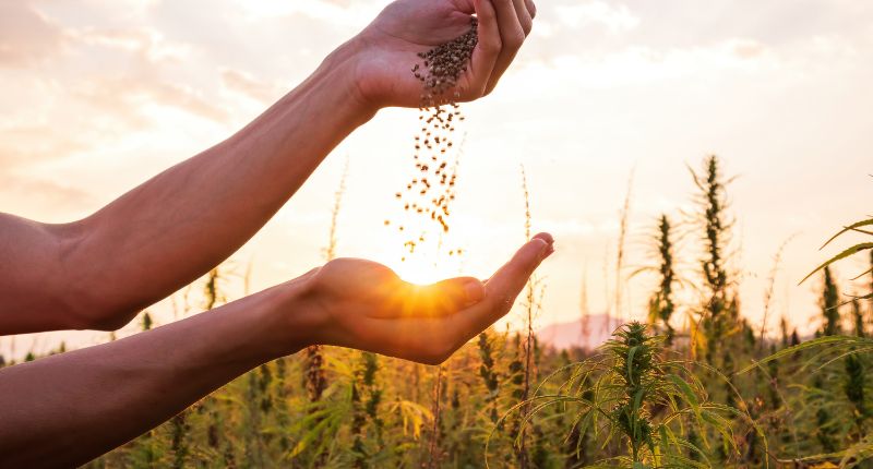 dl sicurezza canapa legale dl sicurezza canapa legale