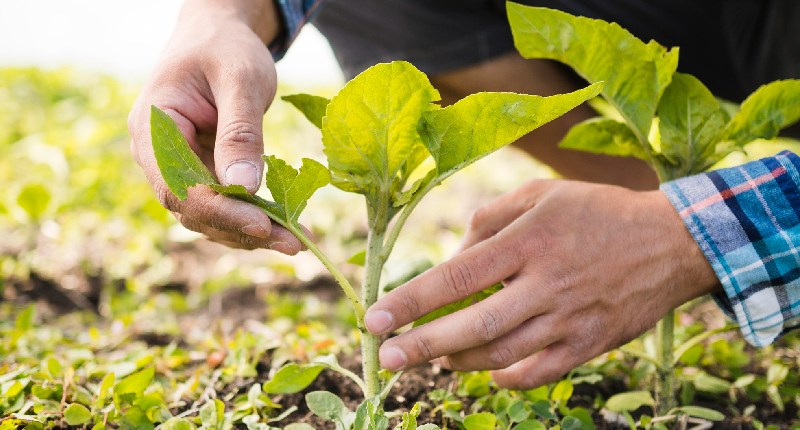 zes unica contributo