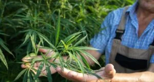 cannabis light legale in Italia