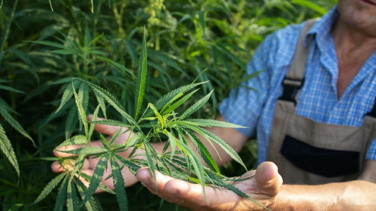 cannabis light legale in Italia