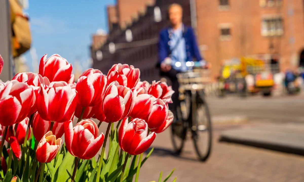 Come trovare lavoro in Olanda