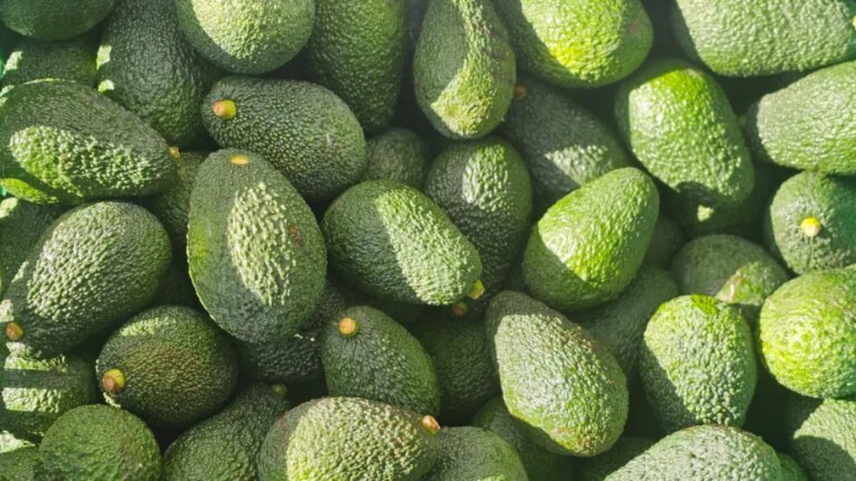 avocado siciliano lidl